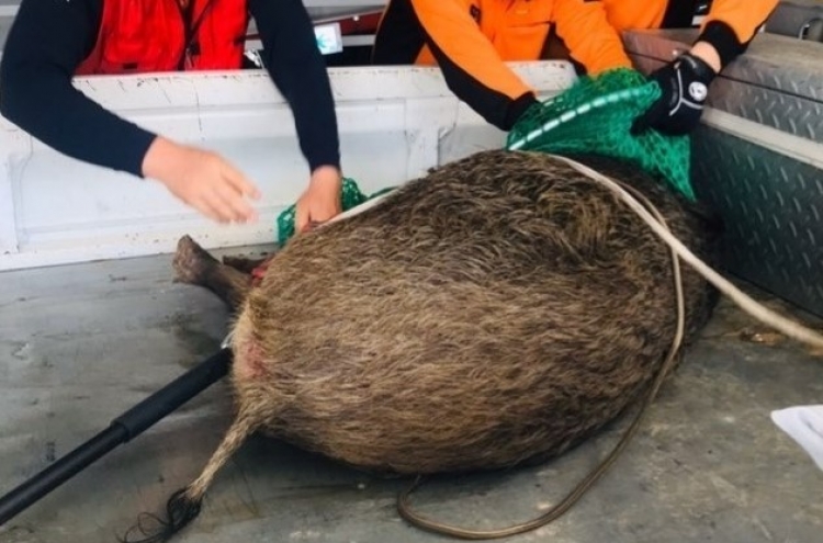 Wild boar killed by car near Bukhansan in northwest Seoul