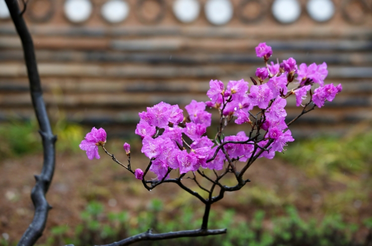 First azalea blooming this spring observed on Jeju