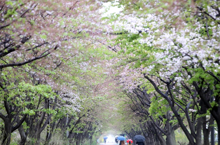 [Photo News] Cherry blossom ending