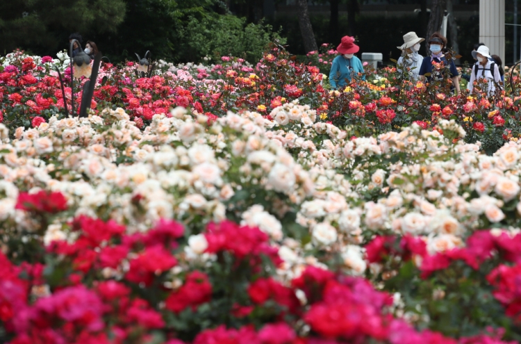 [Photo News] May roses bloom