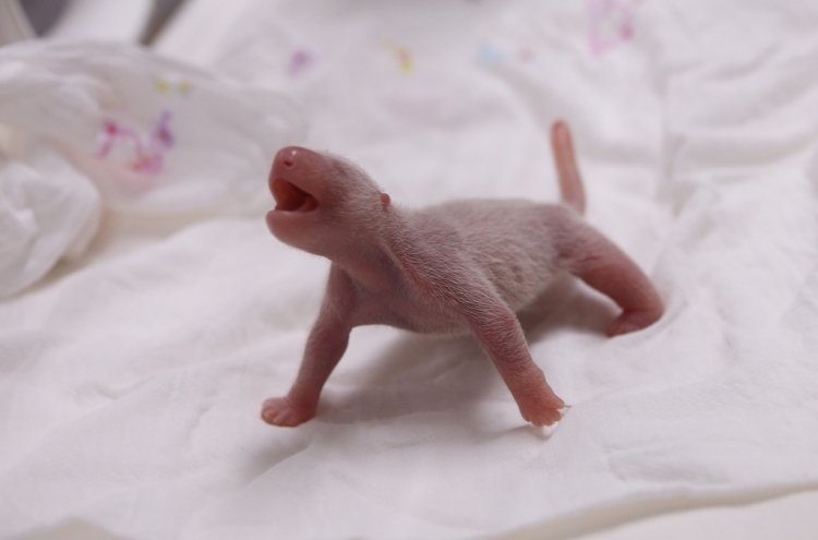 Korea’s first panda cub born at Everland