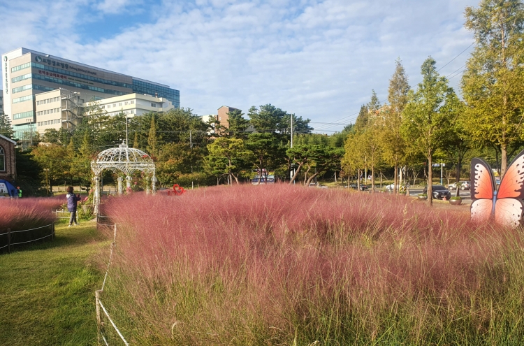 [Photo News] Pink muhly grass surrounds Pohang City Hall