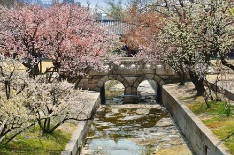 Spring flowers at Seoul's royal palaces to peak in April