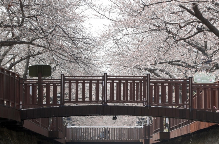 Cherry blossom season begins on Jeju Island, in southern region