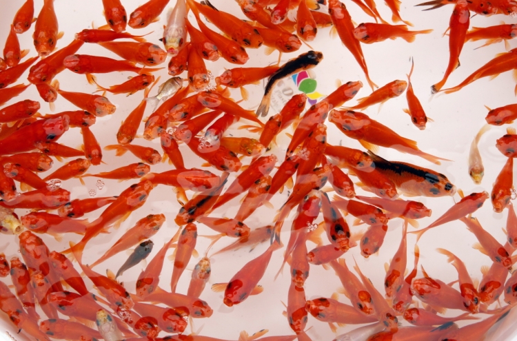 S. Korea's pet fish market to grow 35% by 2025