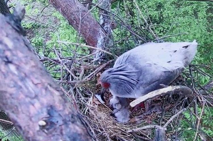 Crested ibis chicks born in the wild 42 years after extinction in Korea