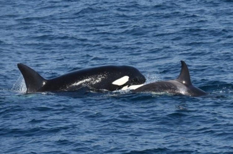 S. Korea to designate killer whale as protected species