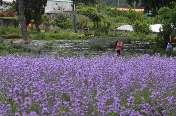 [Photo News] Lavender flowers paint Korea purple