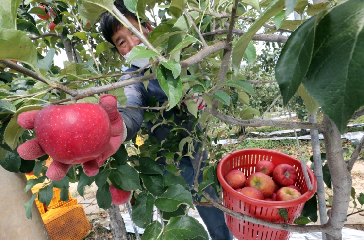 [Photo News] Preparation of Apples for Chuseok