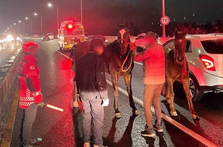 2 equestrian horses caught on Incheon overpass after being loose for hours