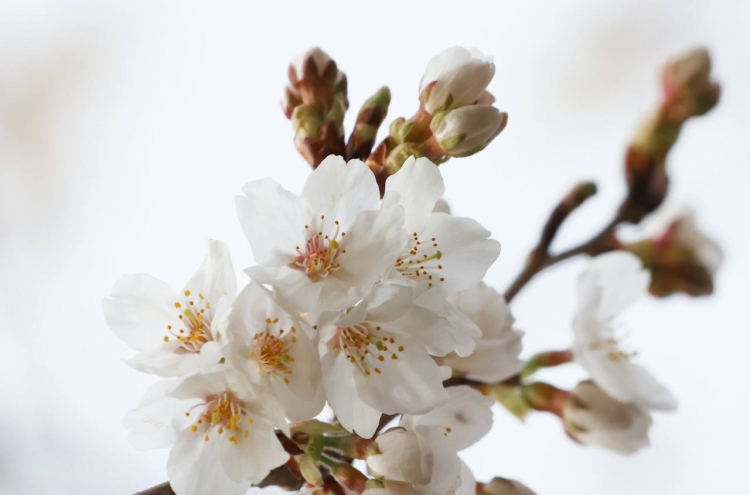 [Visual History of Korea] King cherry trees of Korea replicated with cloning science