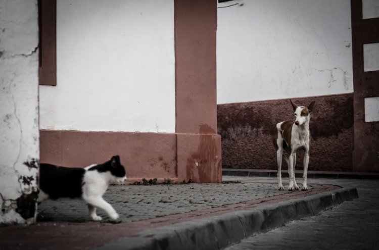 Man given 3-yr imprisonment for starving over 1,000 cats, dogs to death