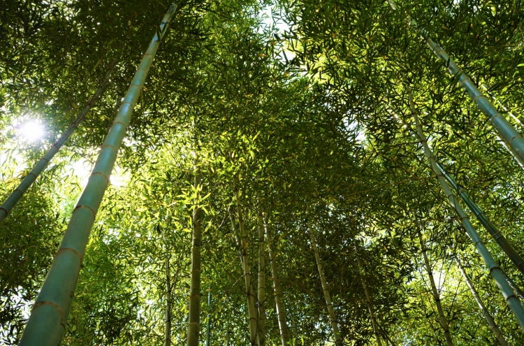 [One With Nature] Bask in Damyang’s nature with bamboo forest bathing
