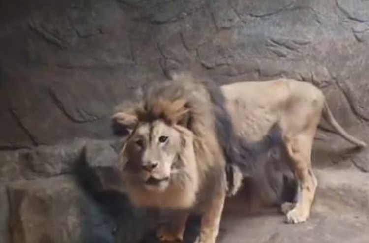 Visibly malnourished lion to leave private zoo for new home