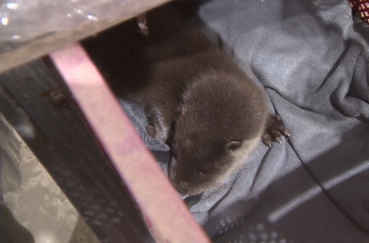 Endangered otter pup found in farmer's storage facility amid downpours