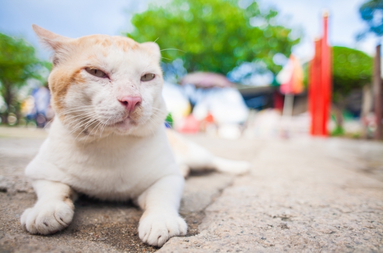 More suspected cases of cats with avian influenza reported in Seoul