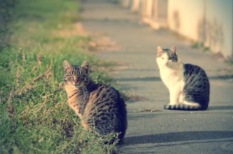 Another cat with bird flu confirmed in Seoul