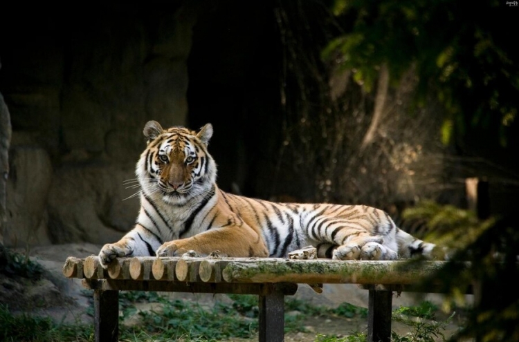 Critically endangered Siberian tiger dies unexpectedly at Seoul Zoo