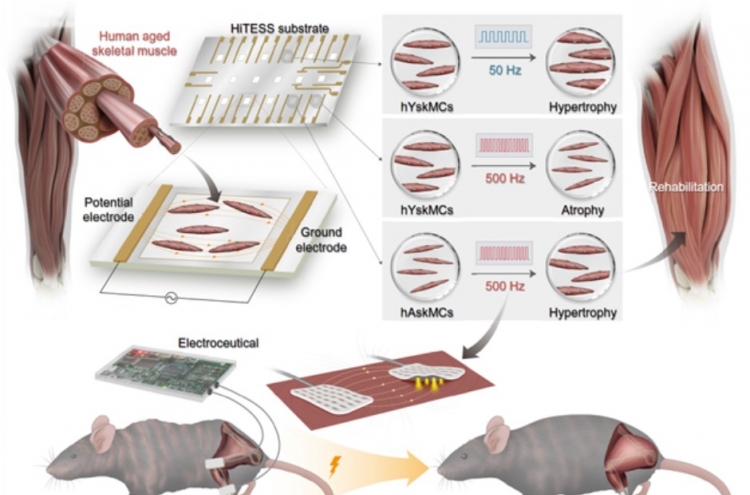 Researchers find hope in fight against age-related muscle loss