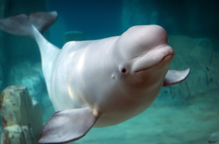 Lotte aquarium, activists battle over release of beluga whale