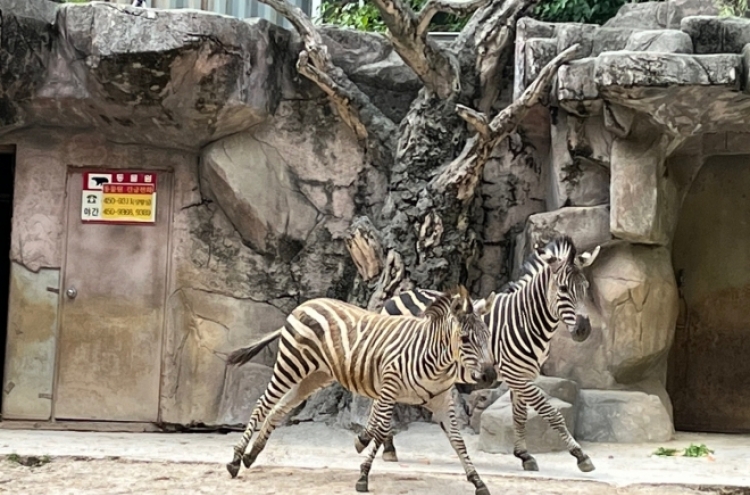 Sero the famed runaway Zebra loses mate