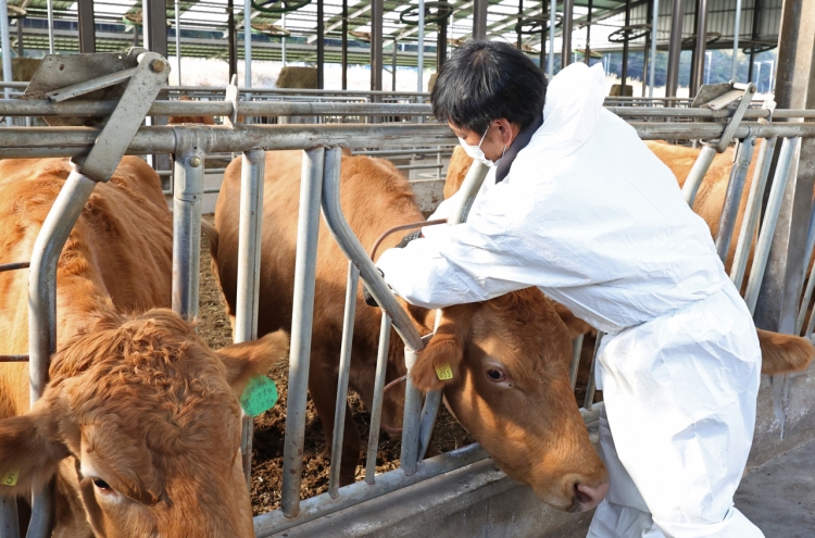 Over 84% of cattle got vaccines against lumpy skin disease