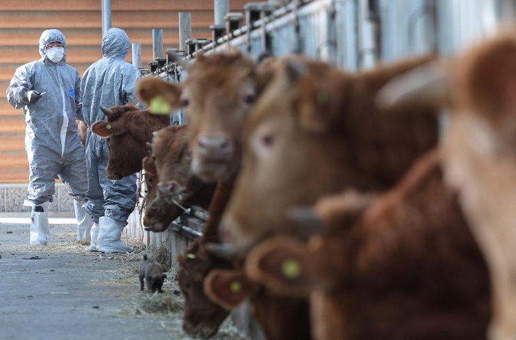 Nearly all cattle vaccinated against lumpy skin disease