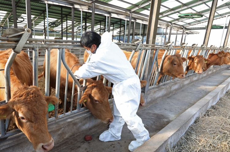 All cattle now vaccinated against lumpy skin disease