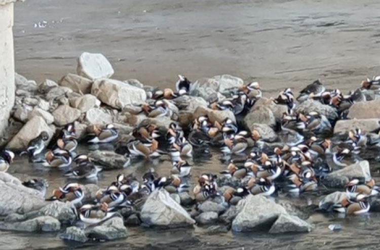 Rare mandarin duck flock spotted in Seoul