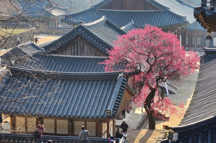 Red plum blossoms at Hwaeomsa named natural monument