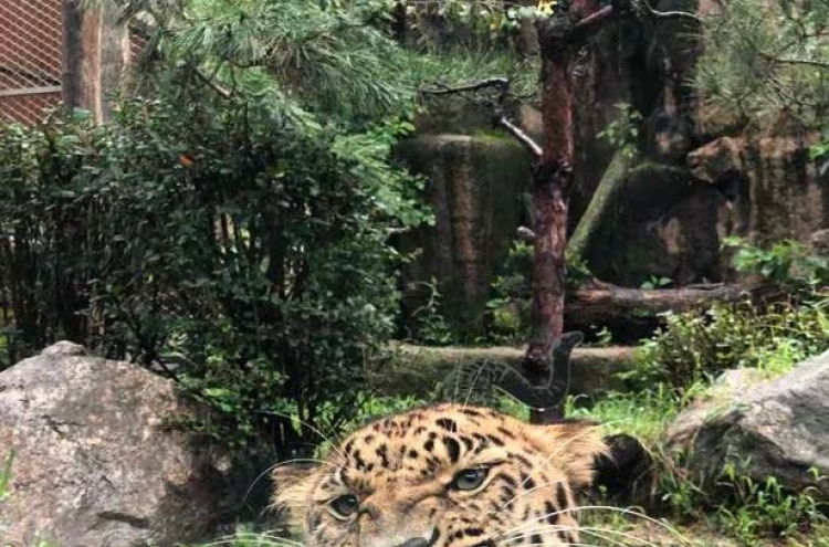 Endangered Korean leopard returns to homeland