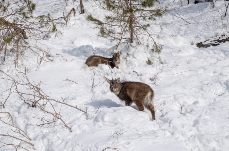 Death reports of mountain goats soar 18-fold with heavy snowfall