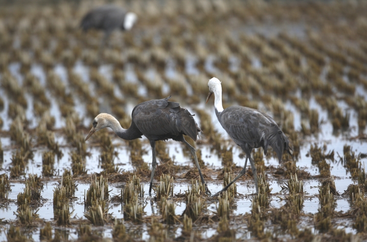 70% of globe's hooded cranes now in S. Korean bay: experts