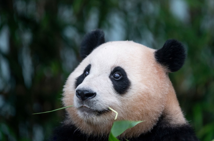 'Panda grandpa' says not to worry about Fu Bao's health