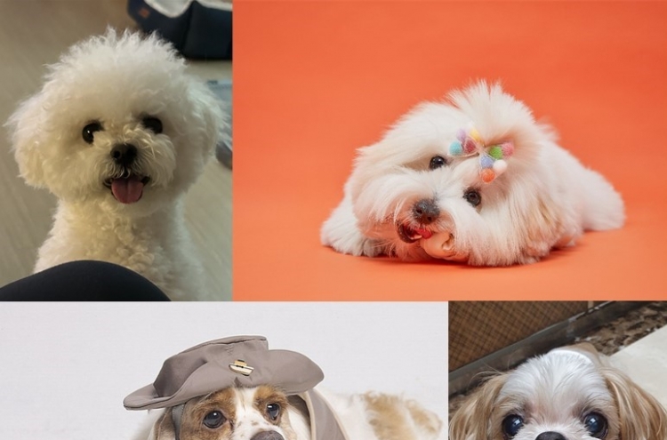 Behind the making and marketing of ‘trendy’ dog breeds