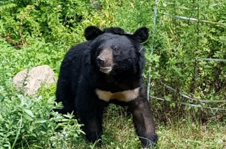 Jirisan bear sighting raises concerns: experts reassure public on low attack risk