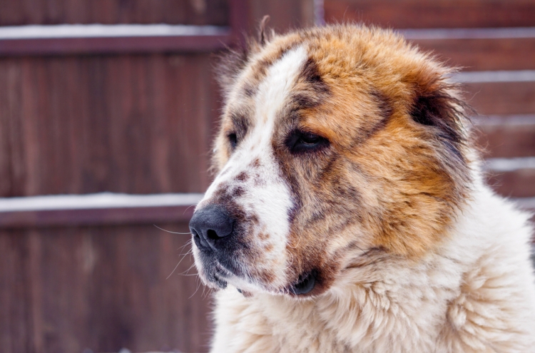 Yoon to adopt Alabay dogs in Seoul next week