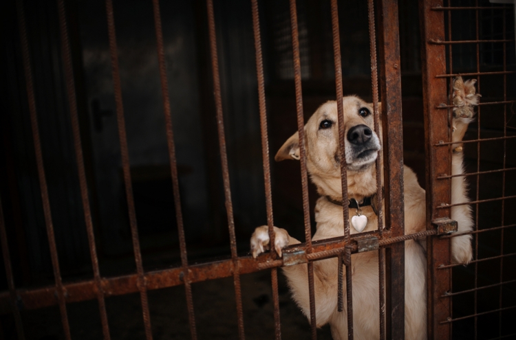 Animal rights groups to mark 'first dog meat-free 'boknal'’