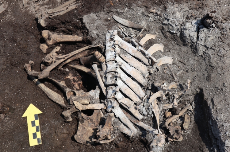 Cattle bones found near Jongmyo