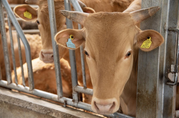 [Herald Interview] Investing in cows: how it works, where it's headed