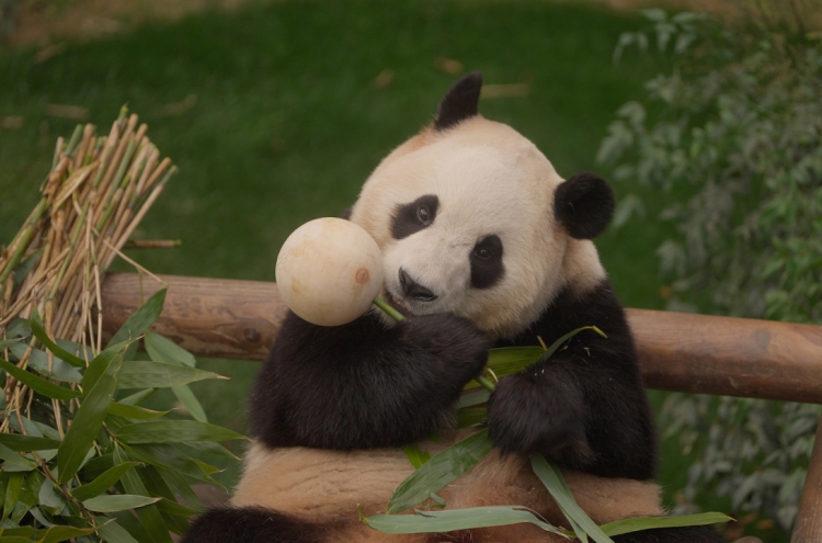 ‘My Dearest Fu Bao’ offers close look at beloved panda's last 3 months in Korea