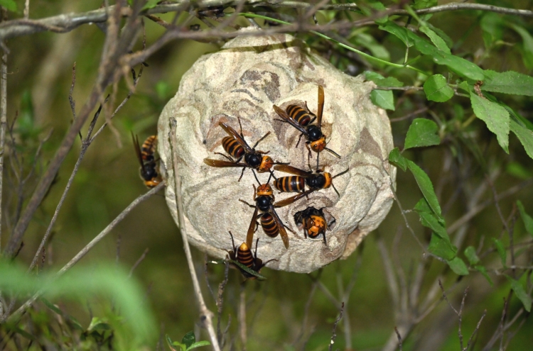 S. Korea sees surge in bee stings