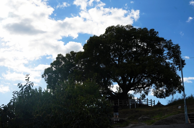 [Photo News] Lonely hackberry in Changwon