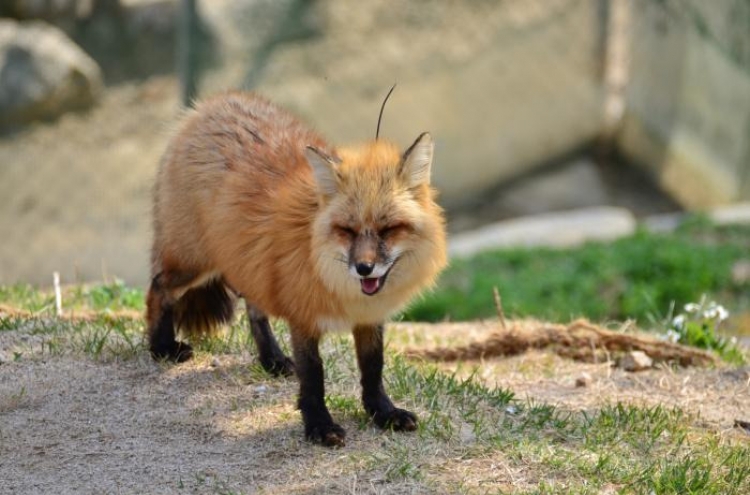 S. Korea's rare red fox population grows to 120