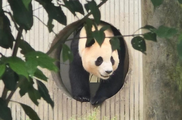 Fu Bao experiencing ‘pseudopregnancy’ amid health concerns