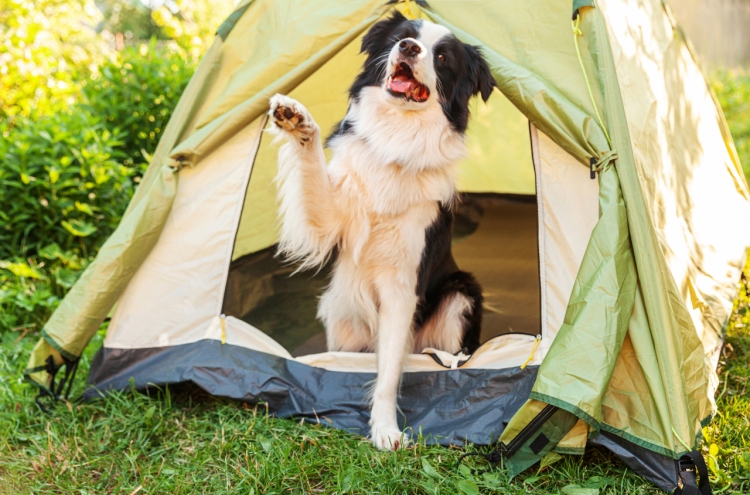 Seoul opens first dog-friendly campground