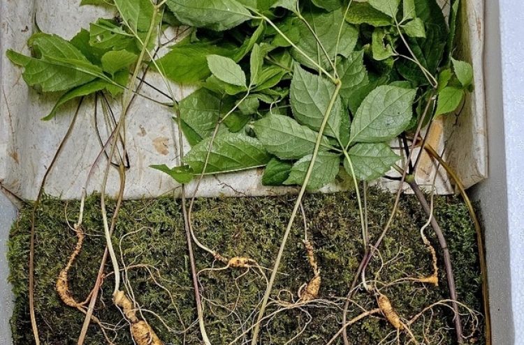 Forager strikes gold in Suncheon: Rare ginseng roots valued at $52,000