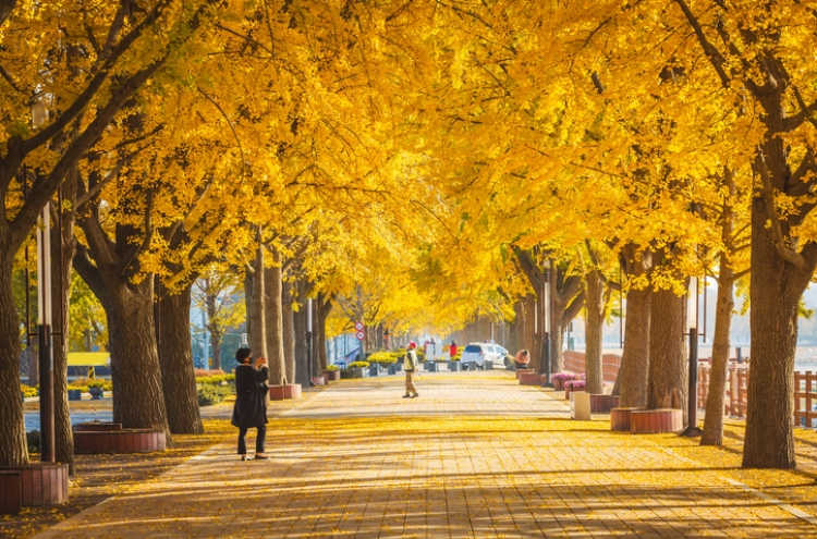 Seoul begins preemptive strike on ginkgo trees before nuts become stink bombs