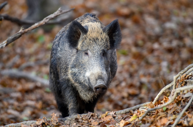 Wild boars killed as over 20 spotted around rural village