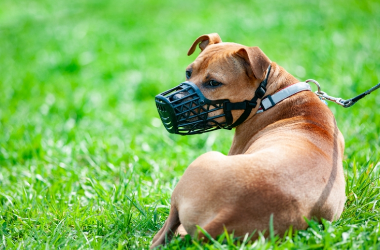 Gyeonggi starts temperament tests on 'dangerous' dogs for ownership